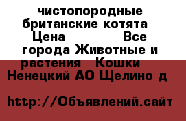 чистопородные британские котята › Цена ­ 10 000 - Все города Животные и растения » Кошки   . Ненецкий АО,Щелино д.